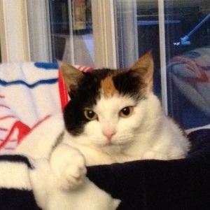 Fundraising Page: Ronda Matarese